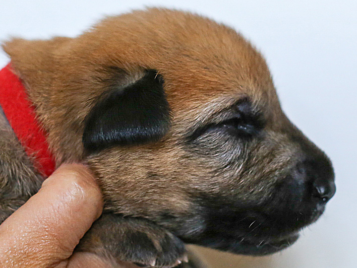 chinook puppy